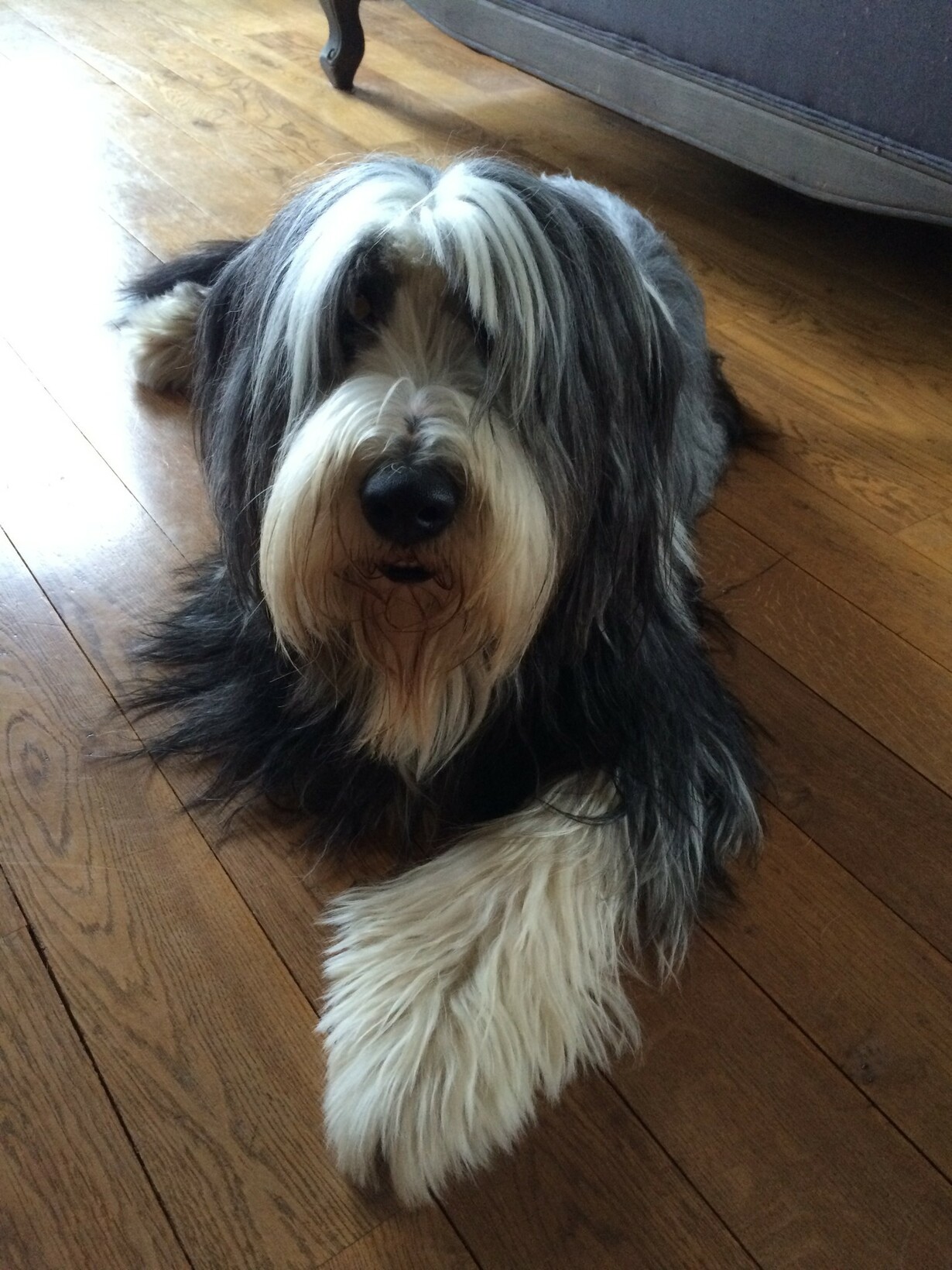 d jack : un chien adorable 