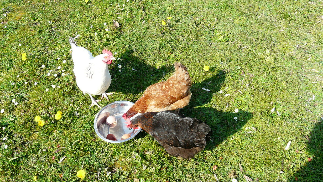 des poules actives, gardees par nos partenaires retraites