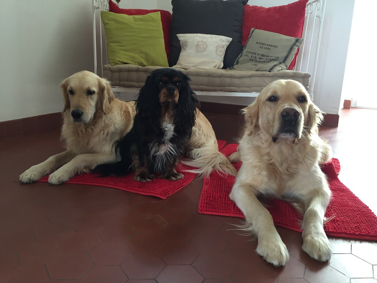 drill, hermes et eliott : 3 chiens dorlotes par nos partenaires retraites